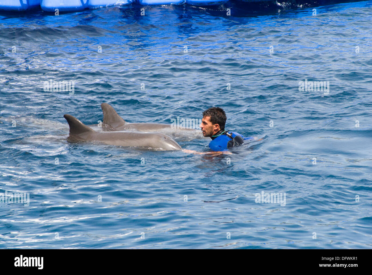 Les grands dauphins de l'Oceanografic à la Cité des Arts et des sciences à Valence, Espagne Banque D'Images