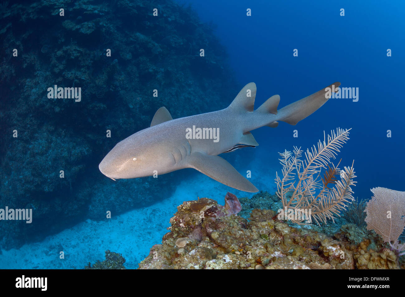 Wild requin nourrice (Ginglymostoma cirratum) Nager pendant la journée à Mesoamerican Barrier Reef. Banque D'Images