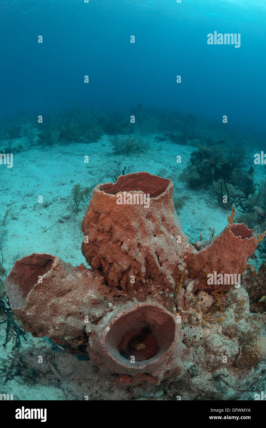 Caraïbes éponge énorme baril à la barrière de corail mésoaméricaine. La photo est prise dans l'Ambre gris, Les Cayes du Belize. Banque D'Images