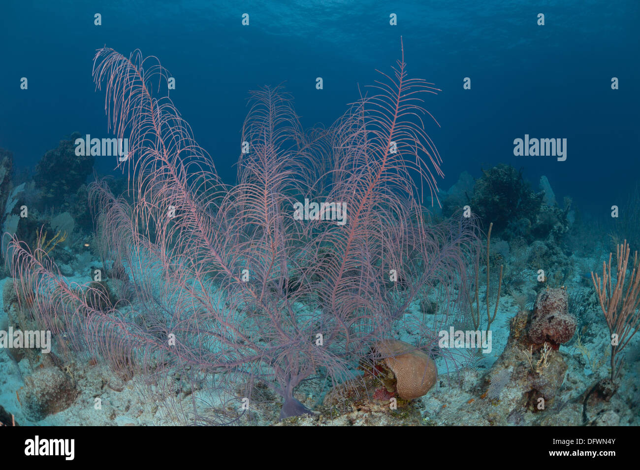 Grand et sain de coraux mous Mesoamerican barrier reef dans les eaux bleues de Ambergris Caye, Belize. Photographié lors de la plongée Banque D'Images