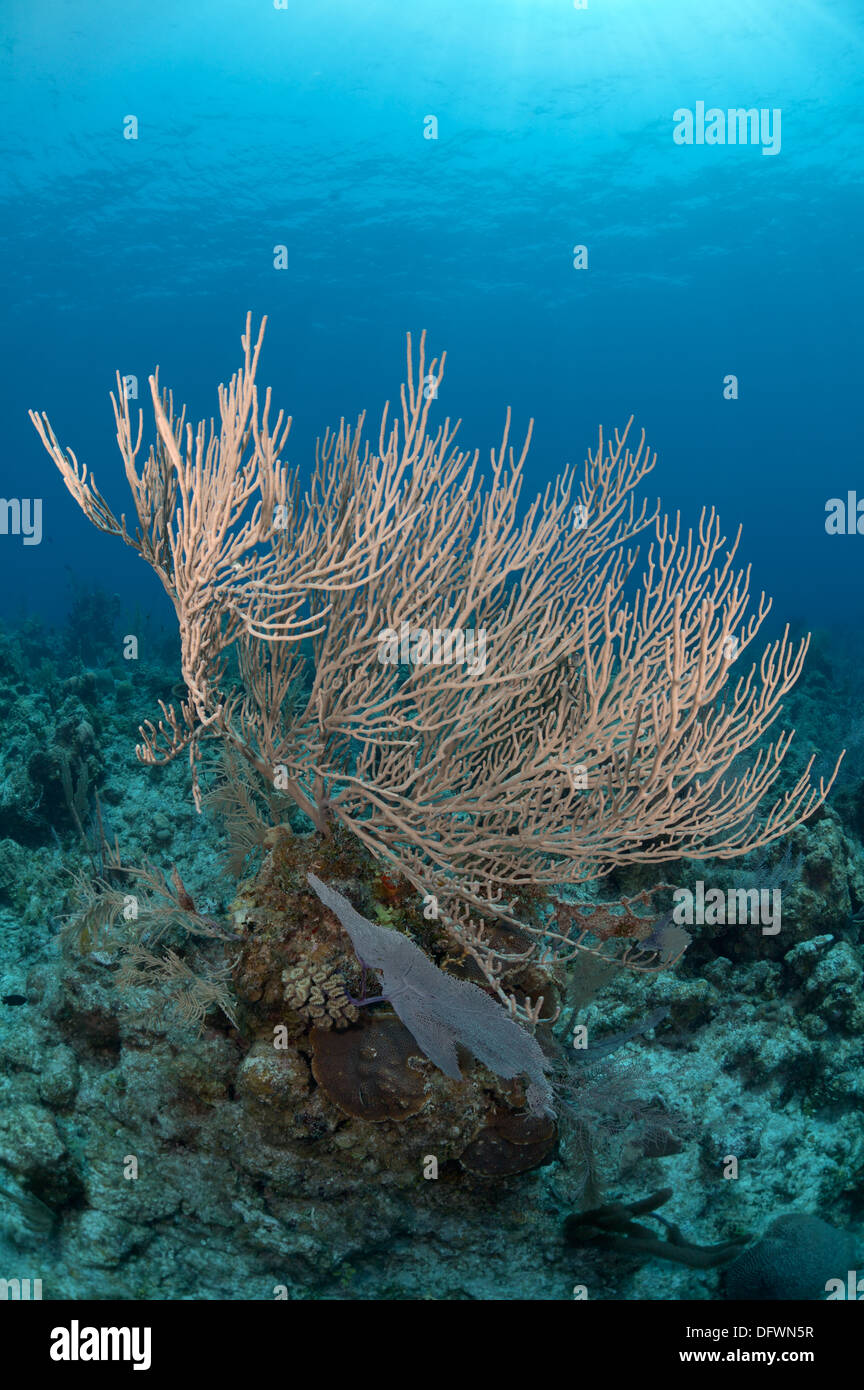Grand et sain de coraux mous Mesoamerican barrier reef dans les eaux bleues de Ambergris Caye, Belize. Photographié lors de la plongée Banque D'Images