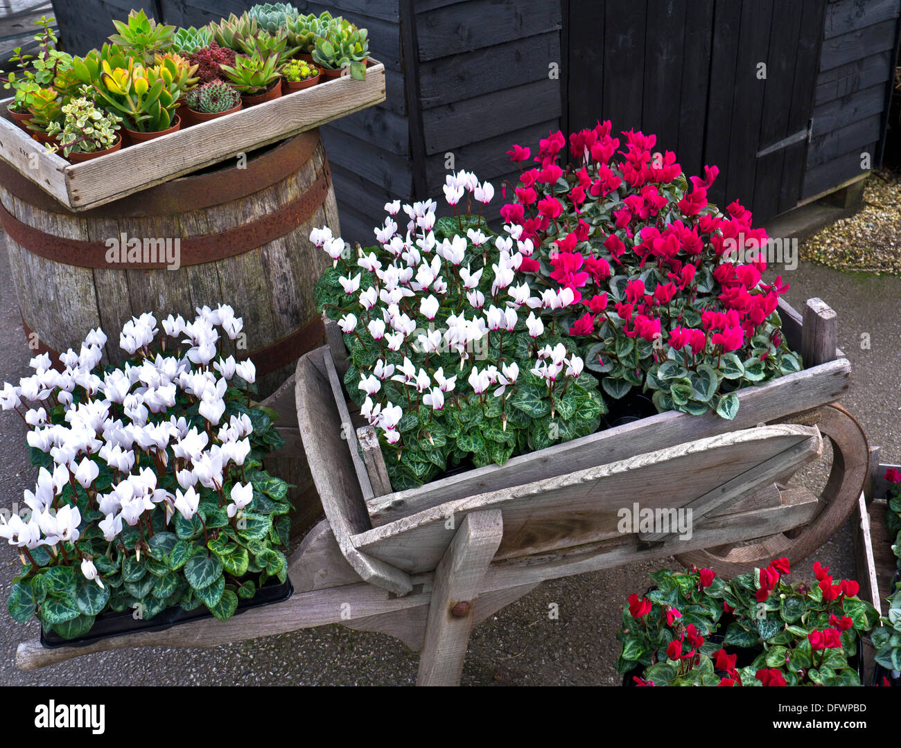Fleurs des bois de Cyclamen dans des pots dans un jardin extérieur rustique coloré Banque D'Images