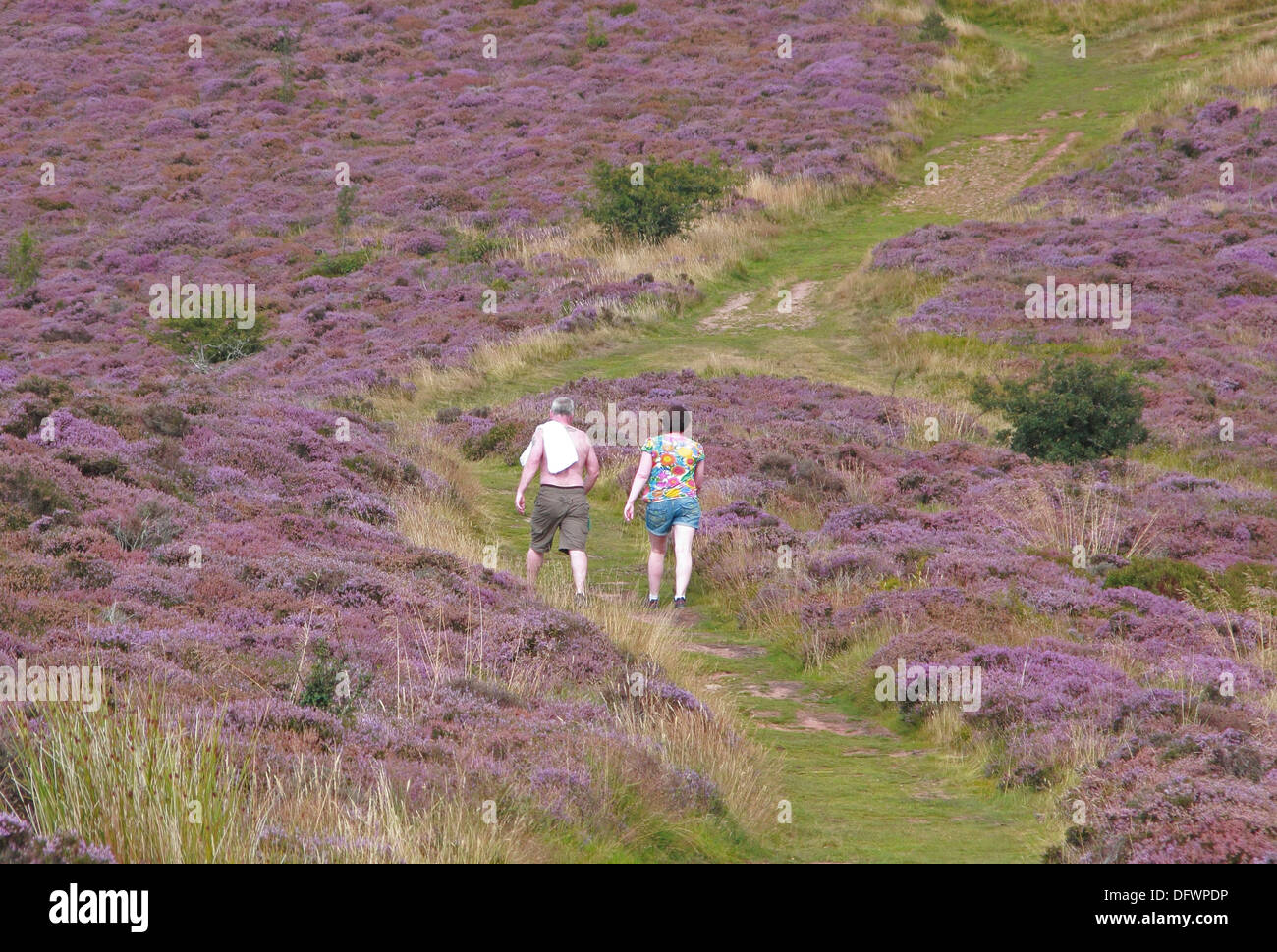 Caucasian Woman Walking dans l'Eildon Hills avec Heather en fleur pendant l'été, Frontières, Ecosse, Royaume-Uni Banque D'Images