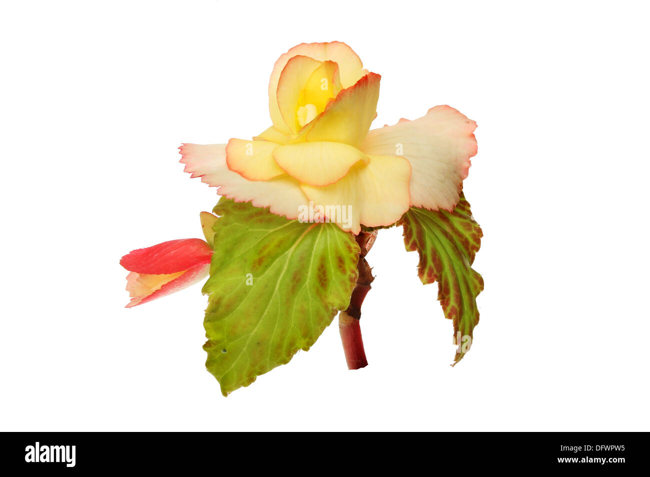 Fleurs et feuillages bégonia blanc isolé contre Banque D'Images