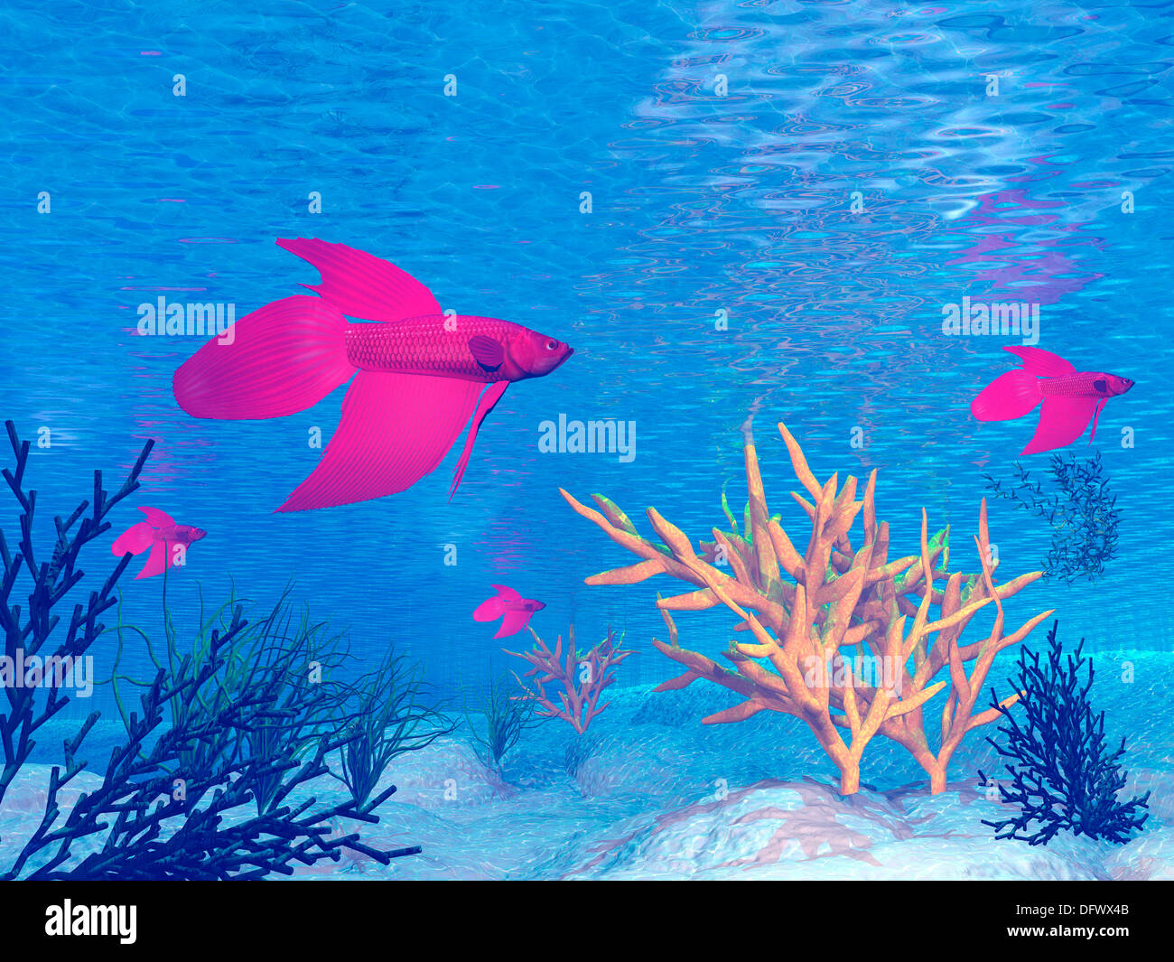 Plusieurs poissons betta rouge nager sous l'eau. Banque D'Images