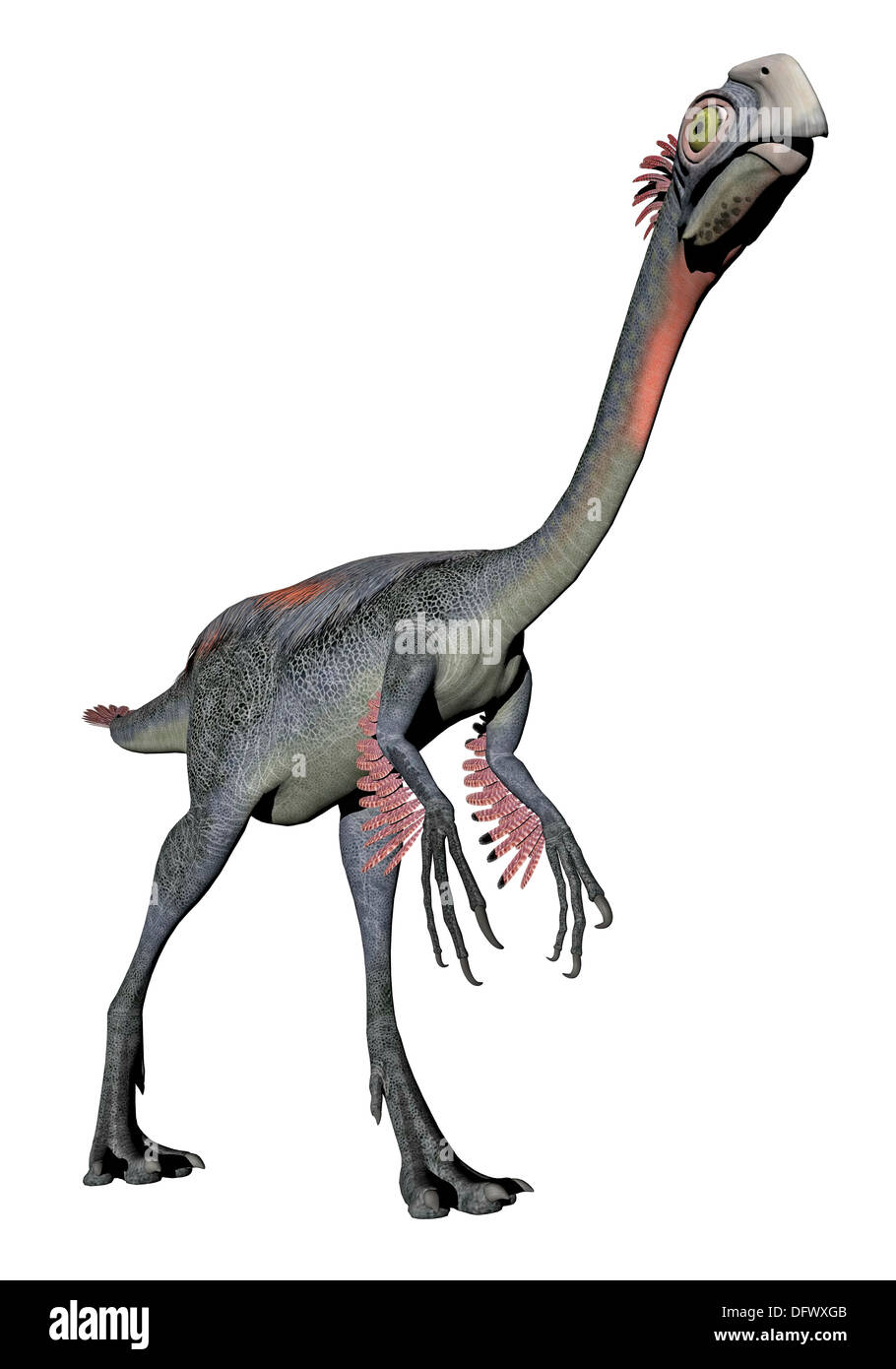 Gigantoraptor dinosaure, fond blanc. Banque D'Images
