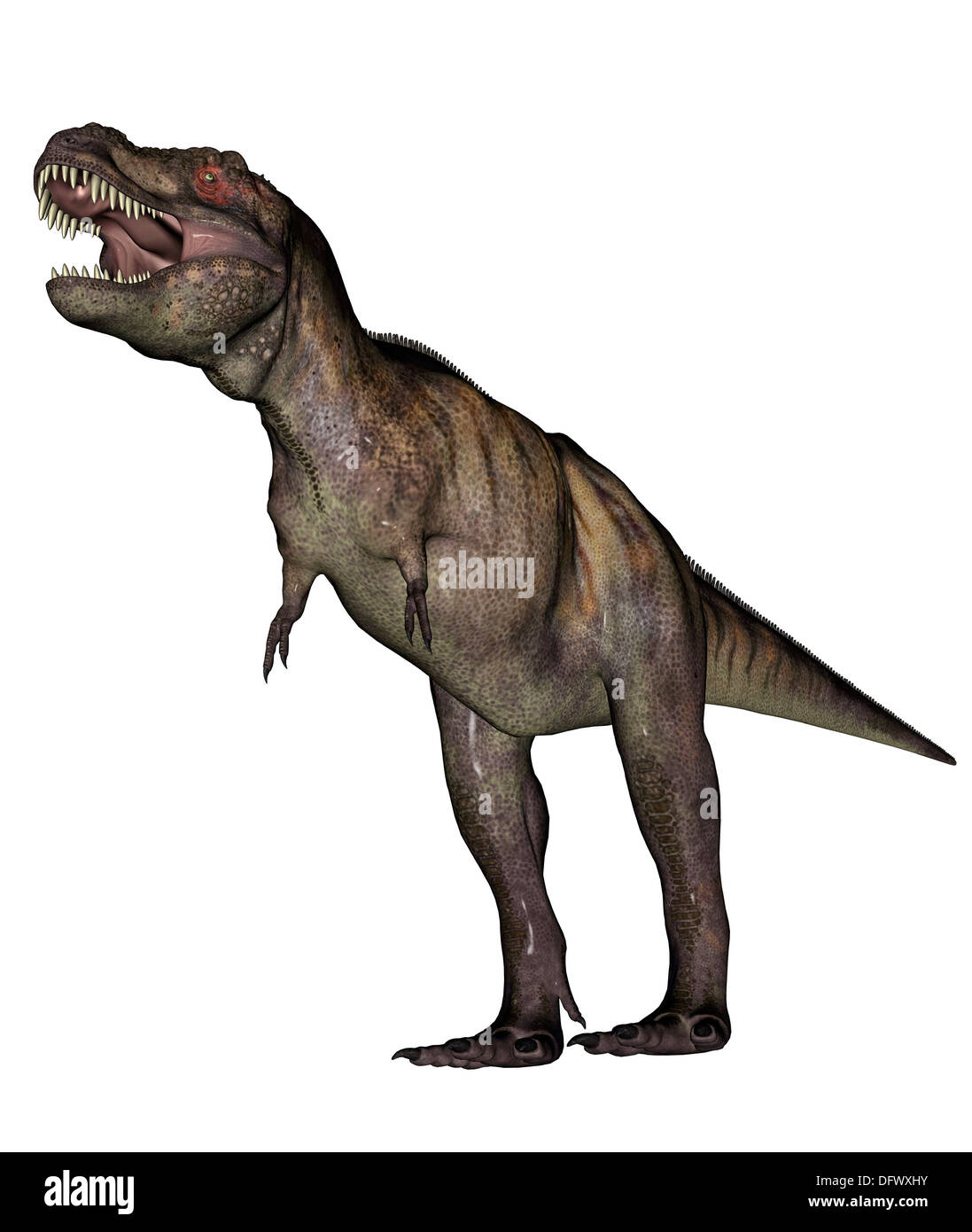 Tyrannosaurus rex, grognements agressifs fond blanc. Banque D'Images