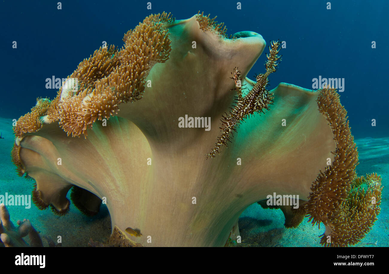 Syngnathe fantôme orné de corail en cuir aux champignons, en Indonésie. Banque D'Images