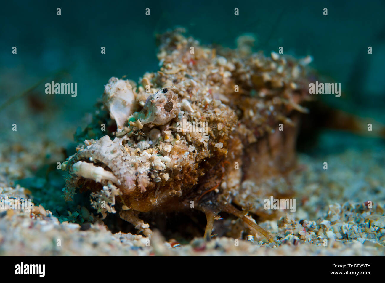 Les devilfish (Inimicus didactylus) recouvert de sable, parc national de Bunaken, Sulawesi, Indonésie. Banque D'Images