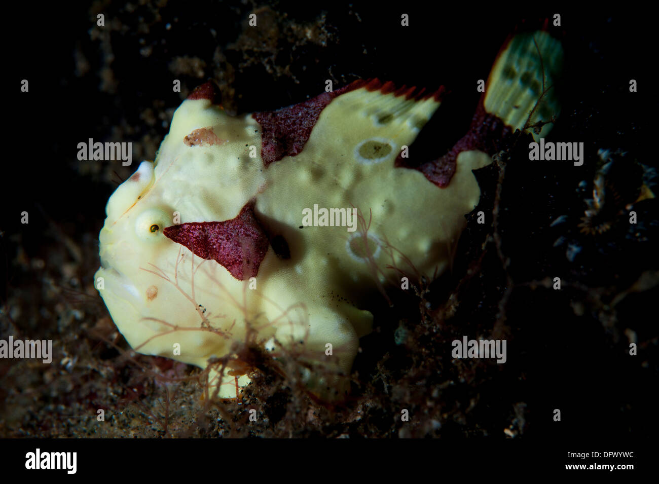 Poisson Grenouille peint (Antennarius pictus), crème phase, Parc National de Bunaken, Sulawesi, Indonésie. Banque D'Images