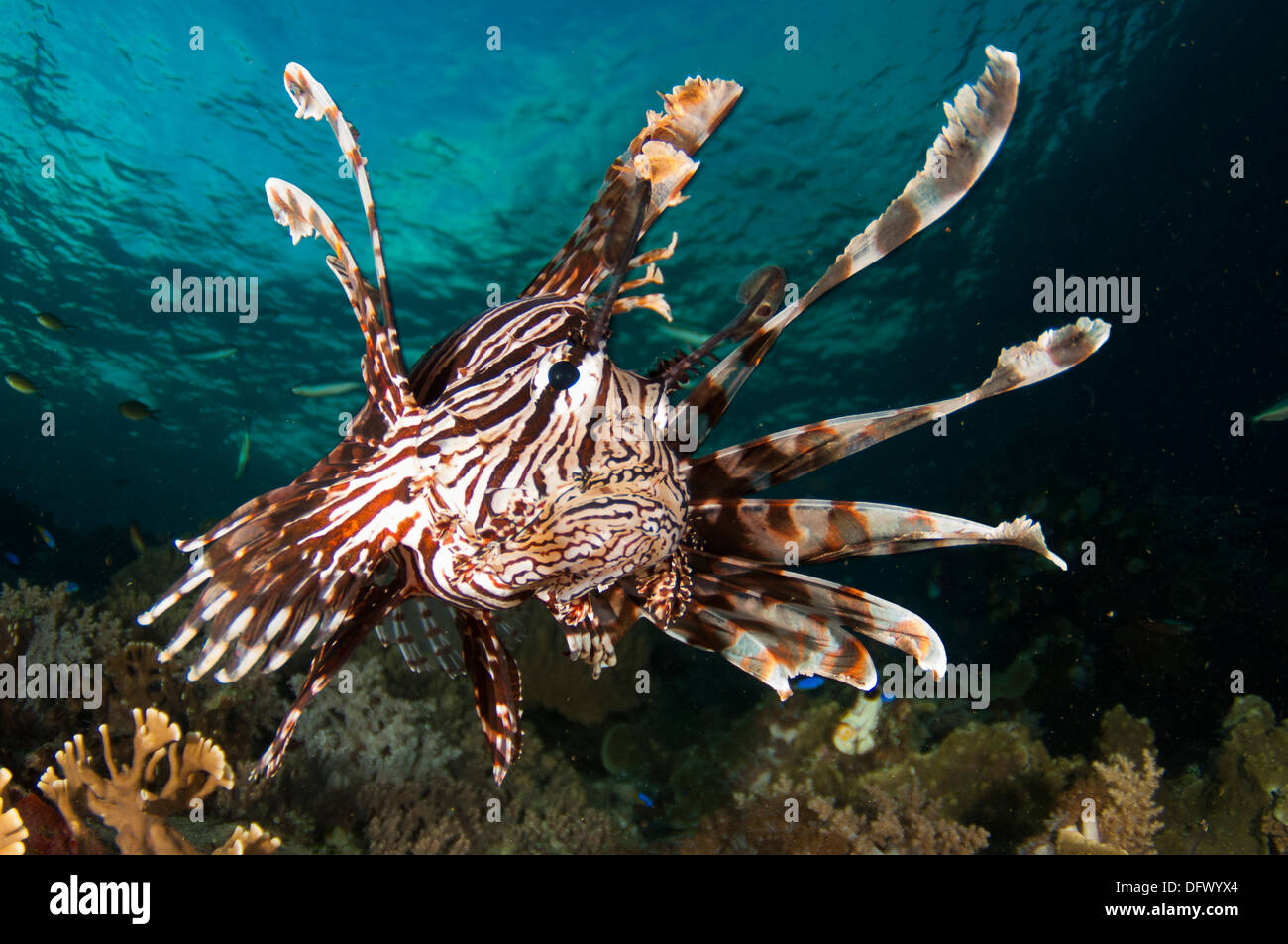Close-up de vue d'une rascasse volante (Pterois volitans), Raja Ampat, Papouasie occidentale, en Indonésie. Banque D'Images