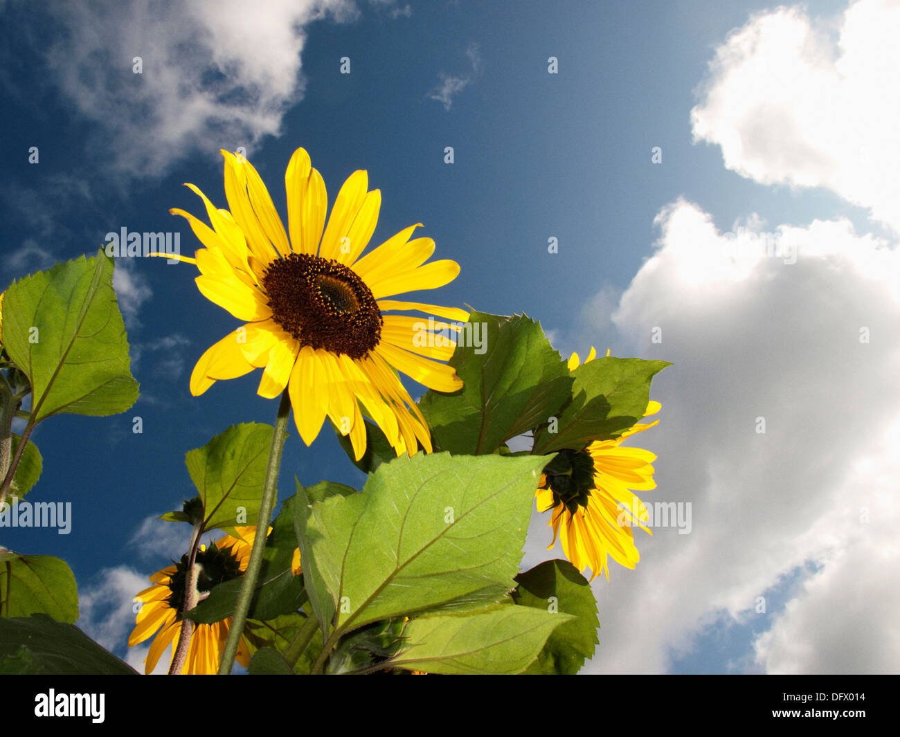 Le tournesol, Low Angle View Banque D'Images