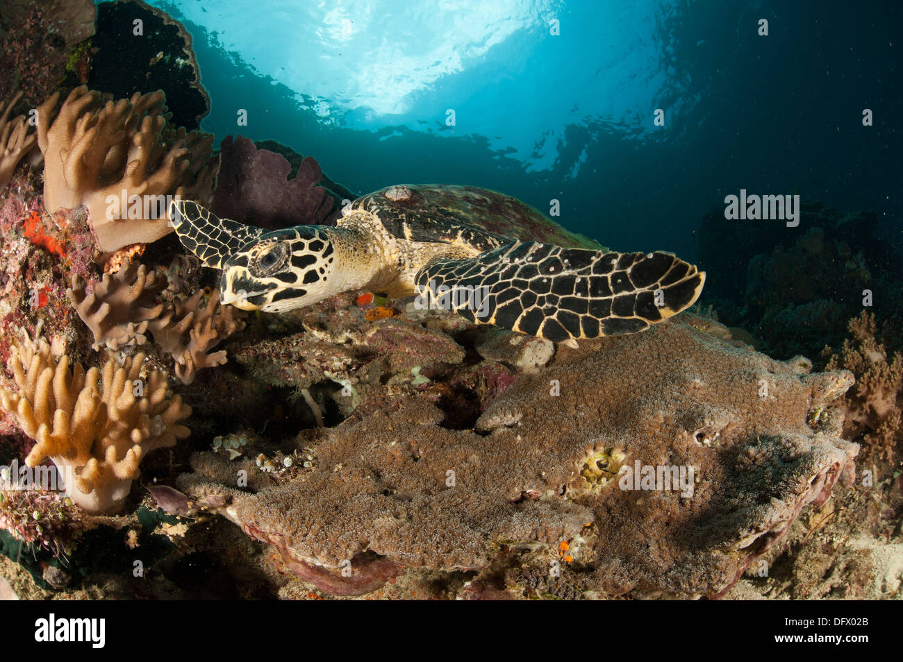 Vue rapprochée d'une tortue imbriquée sur un récif à Raja Ampat, Papouasie occidentale, en Indonésie. Banque D'Images