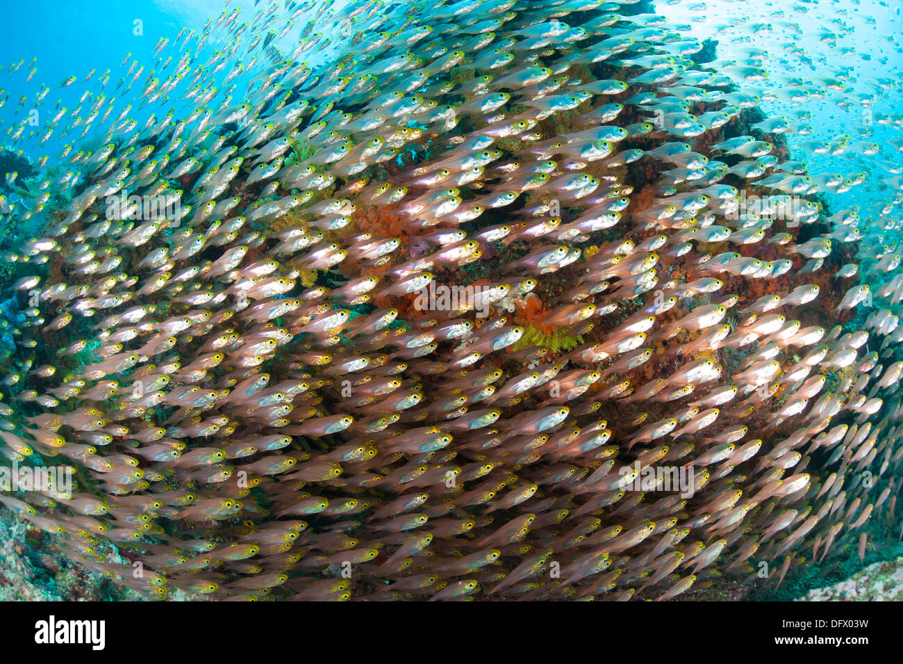 De l'école golden sweeper poisson, Raja Ampat, en Indonésie. Banque D'Images