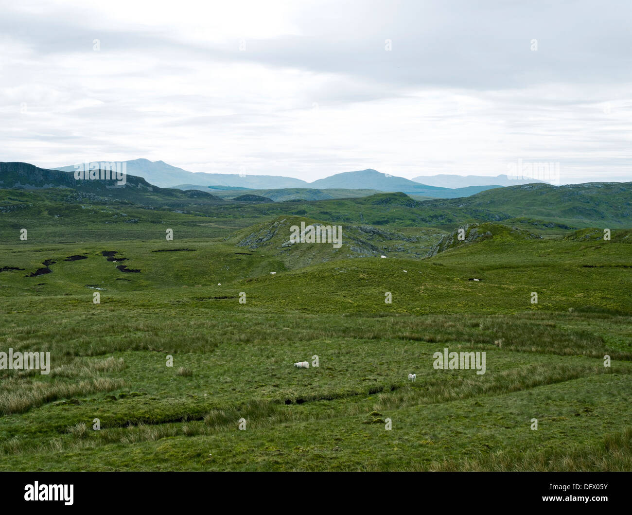 Green Rural Countryside, Galles, Royaume-Uni Banque D'Images