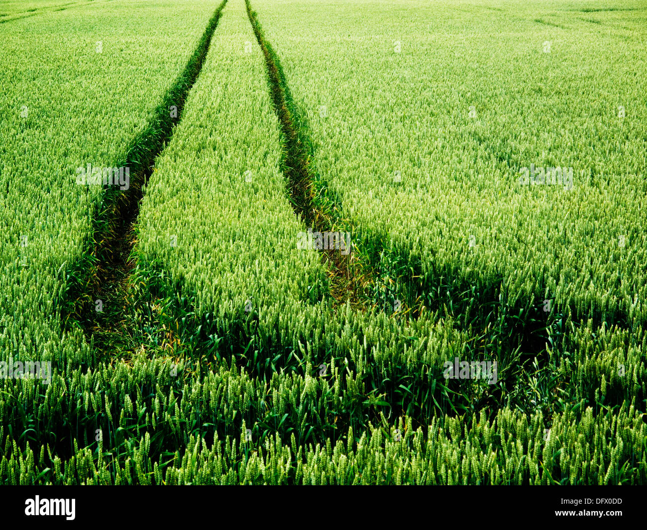 Les traces de pneu dans le champ de blé vert Banque D'Images