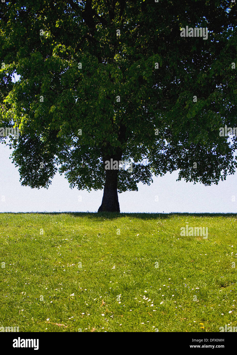 Grand arbre feuillu et herbe verte en été Banque D'Images