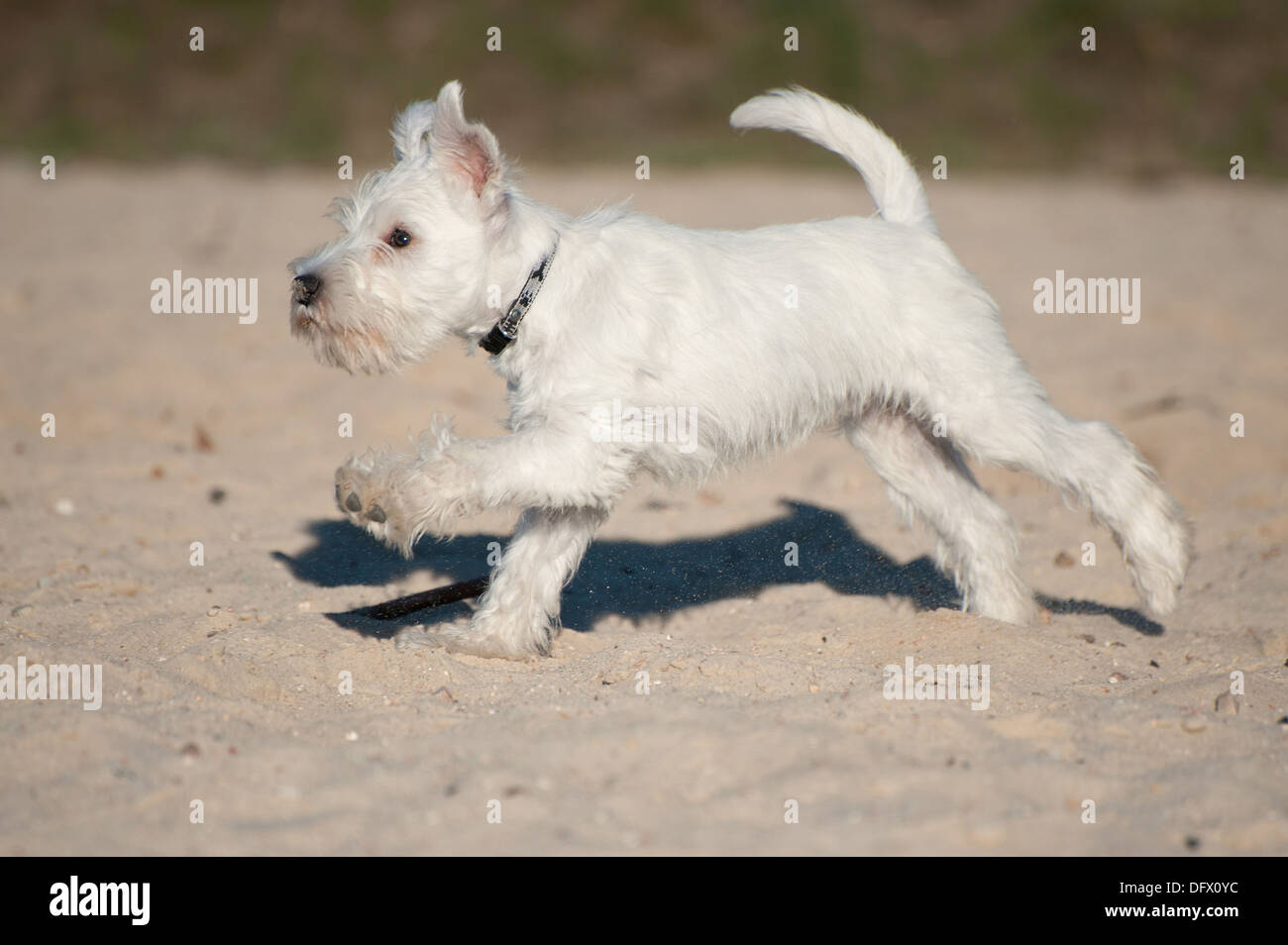 12-semaines-vieux chiot Schnauzer nain tournant dans le sable Banque D'Images