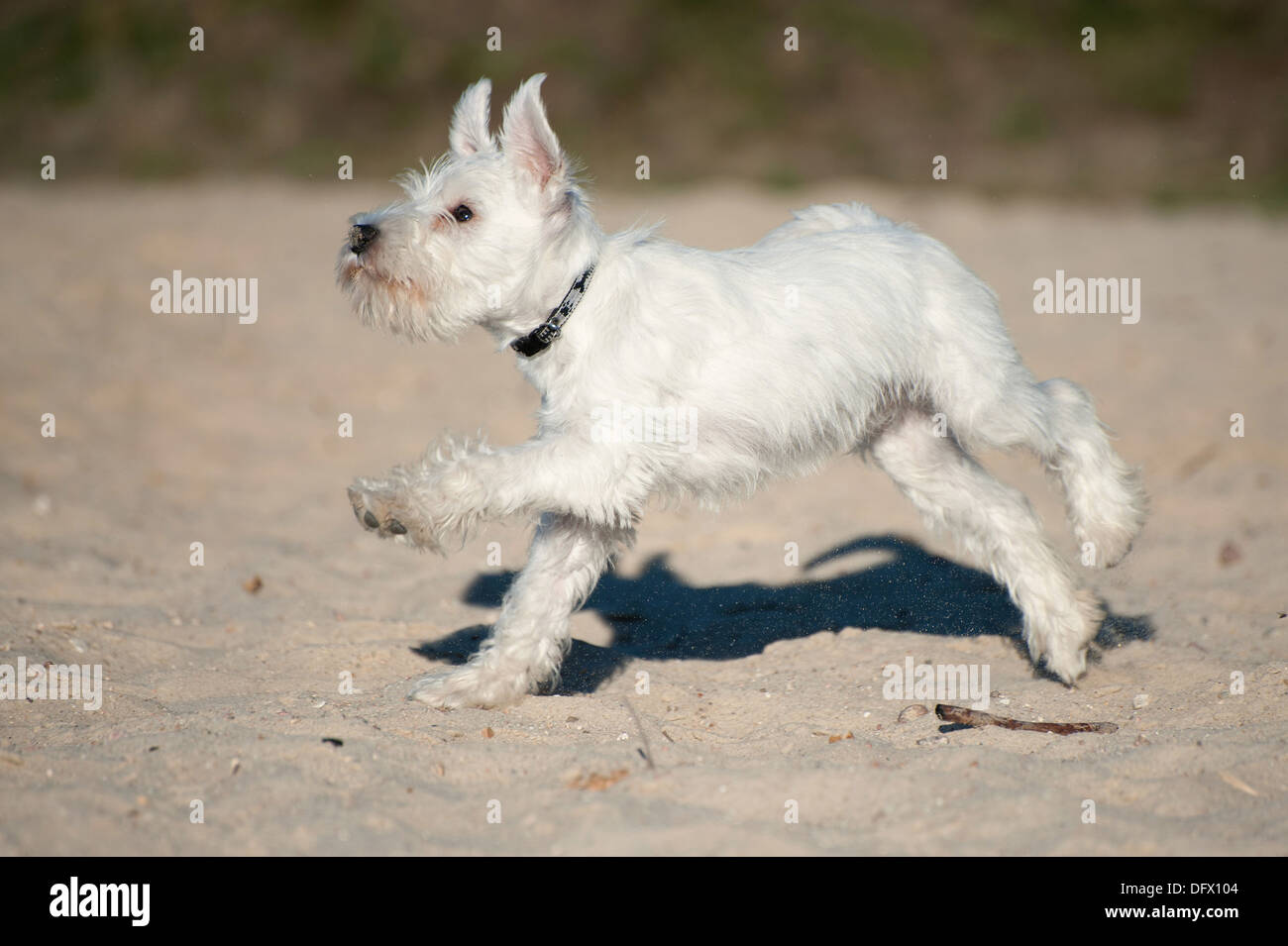 12-semaines-vieux chiot Schnauzer nain tournant dans le sable Banque D'Images