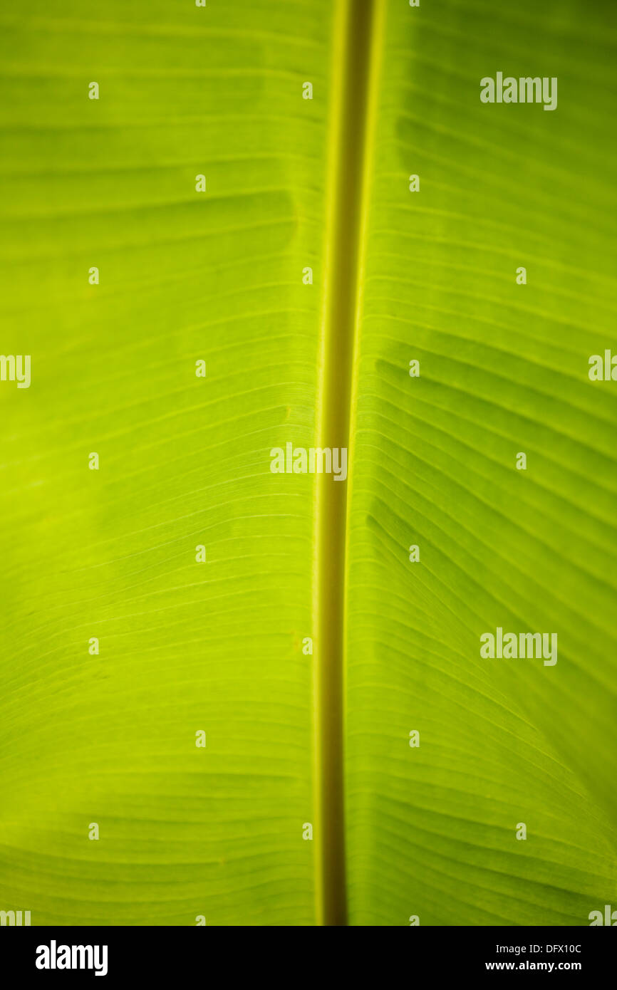 Feuille verte, Close-Up Banque D'Images