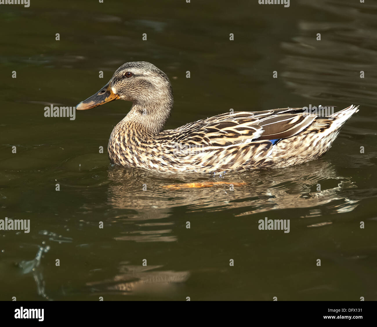 Un canard colvert nage dans le lac. Banque D'Images