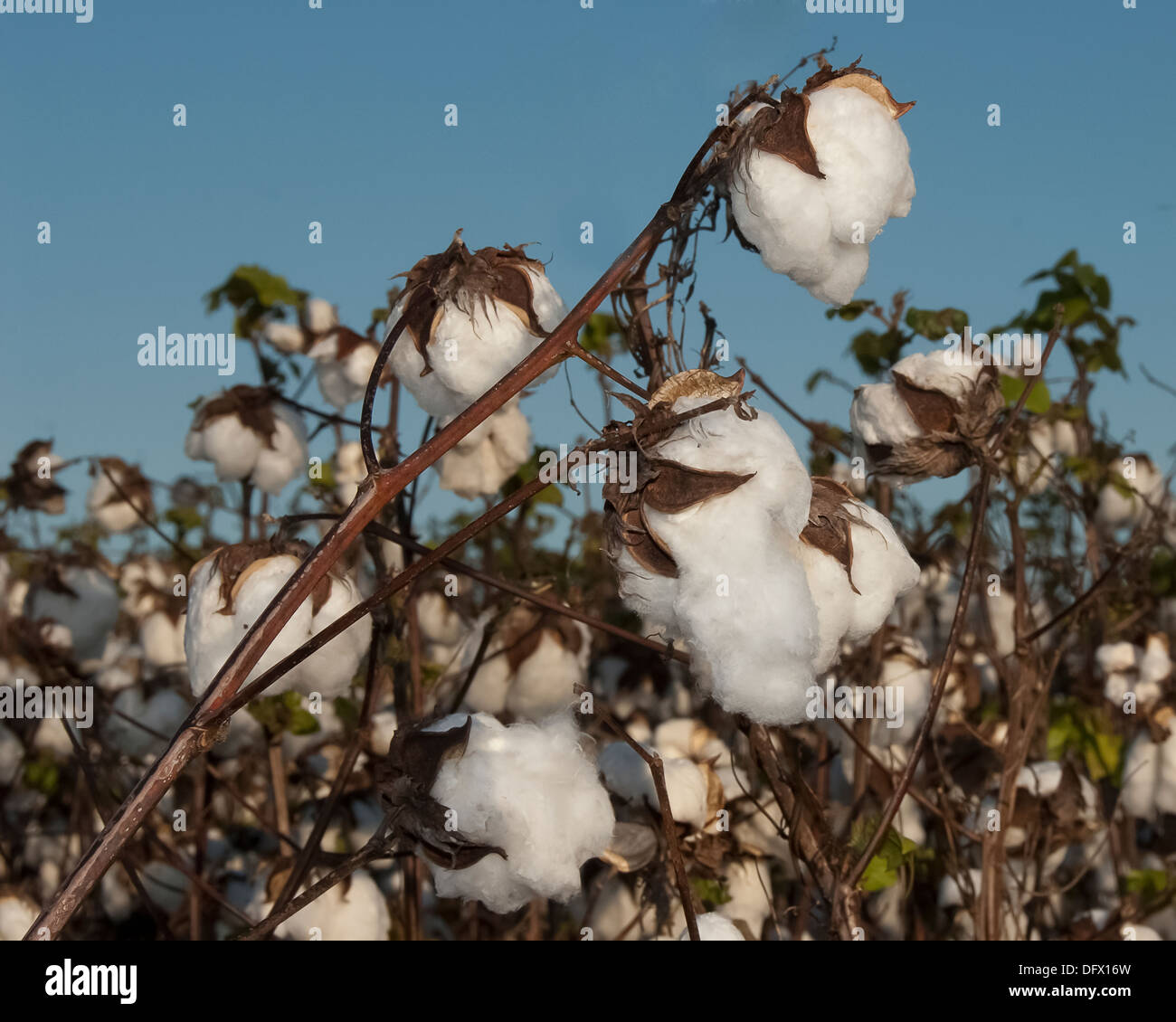 Un champ de coton contre un ciel bleu profond. Banque D'Images