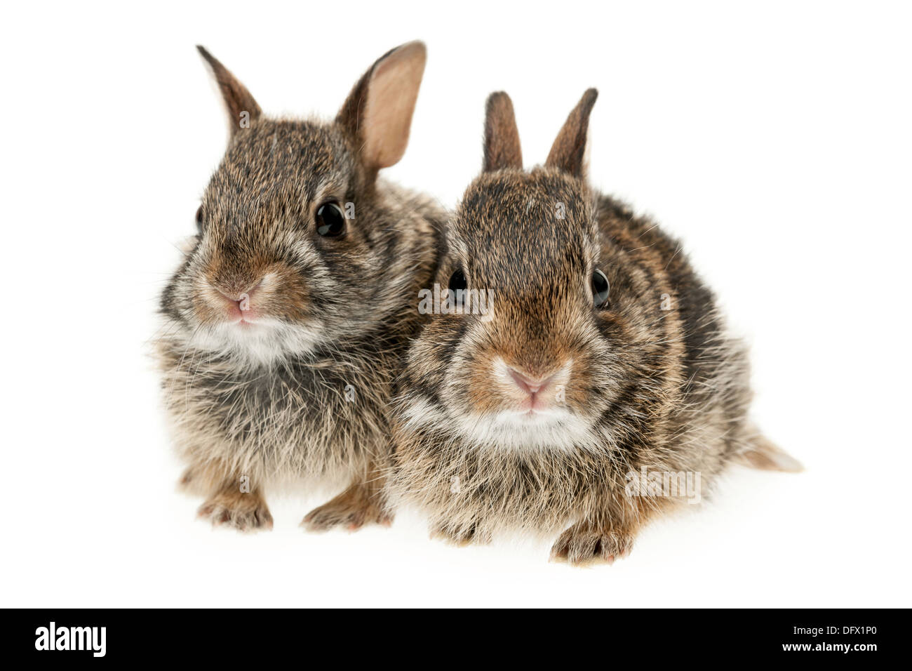 Portrait de deux bébé lapin sauvage isolé sur fond blanc Banque D'Images