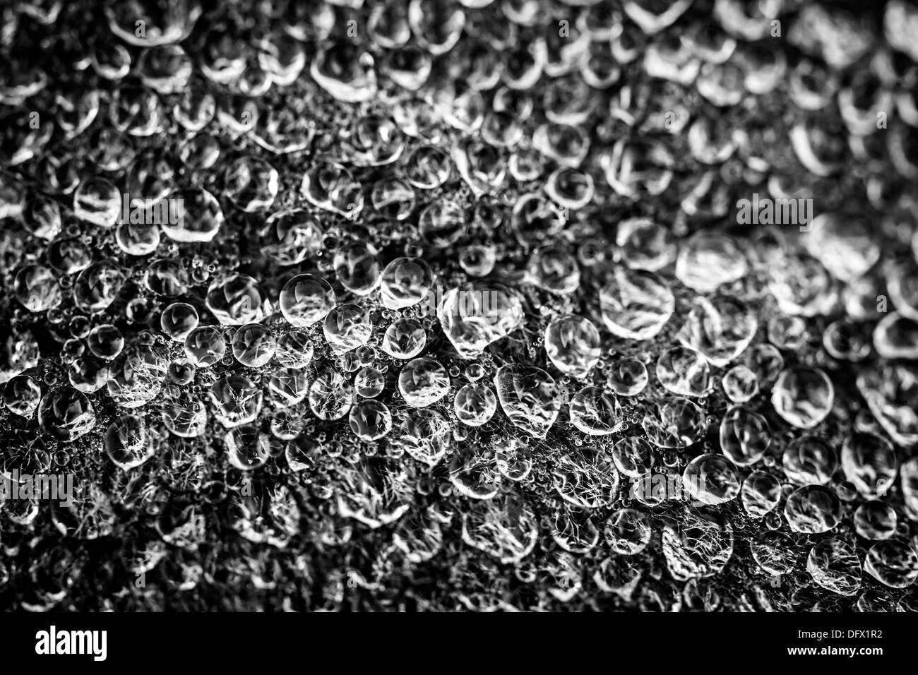 Gros plan macro de gouttes de rosée sur les feuilles en noir et blanc Banque D'Images Gros plan macro de gouttes de rosée sur les feuilles en noir et blanc Banque D'Images