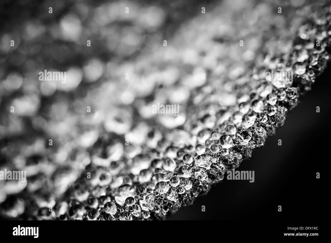 Gros plan macro de gouttes de rosée avec bord de feuille en noir et blanc Banque D'Images Gros plan macro de gouttes de rosée avec bord de feuille en noir et blanc Banque D'Images