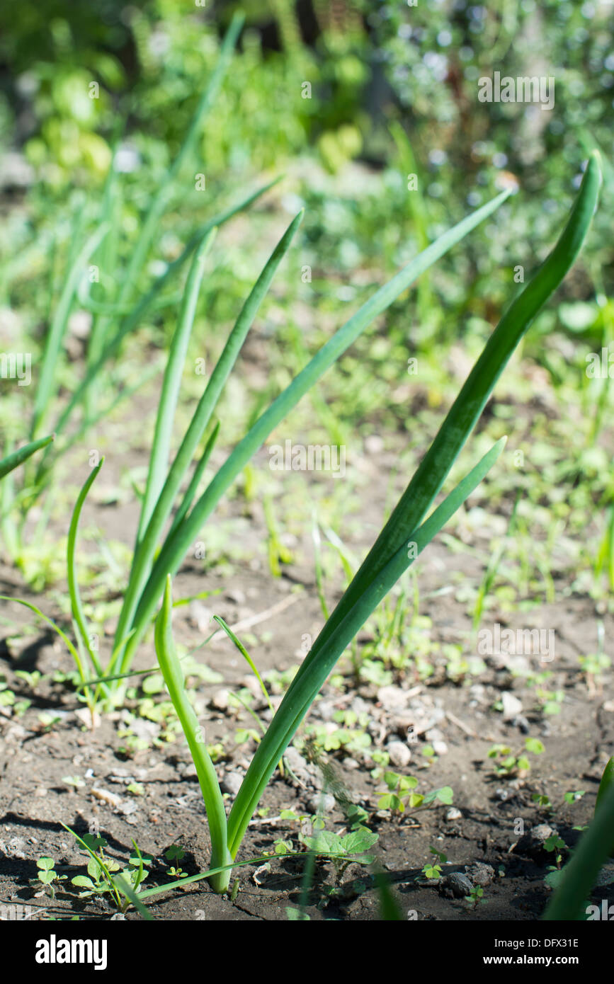 Dans plantation oignons verts frais. Close up Banque D'Images