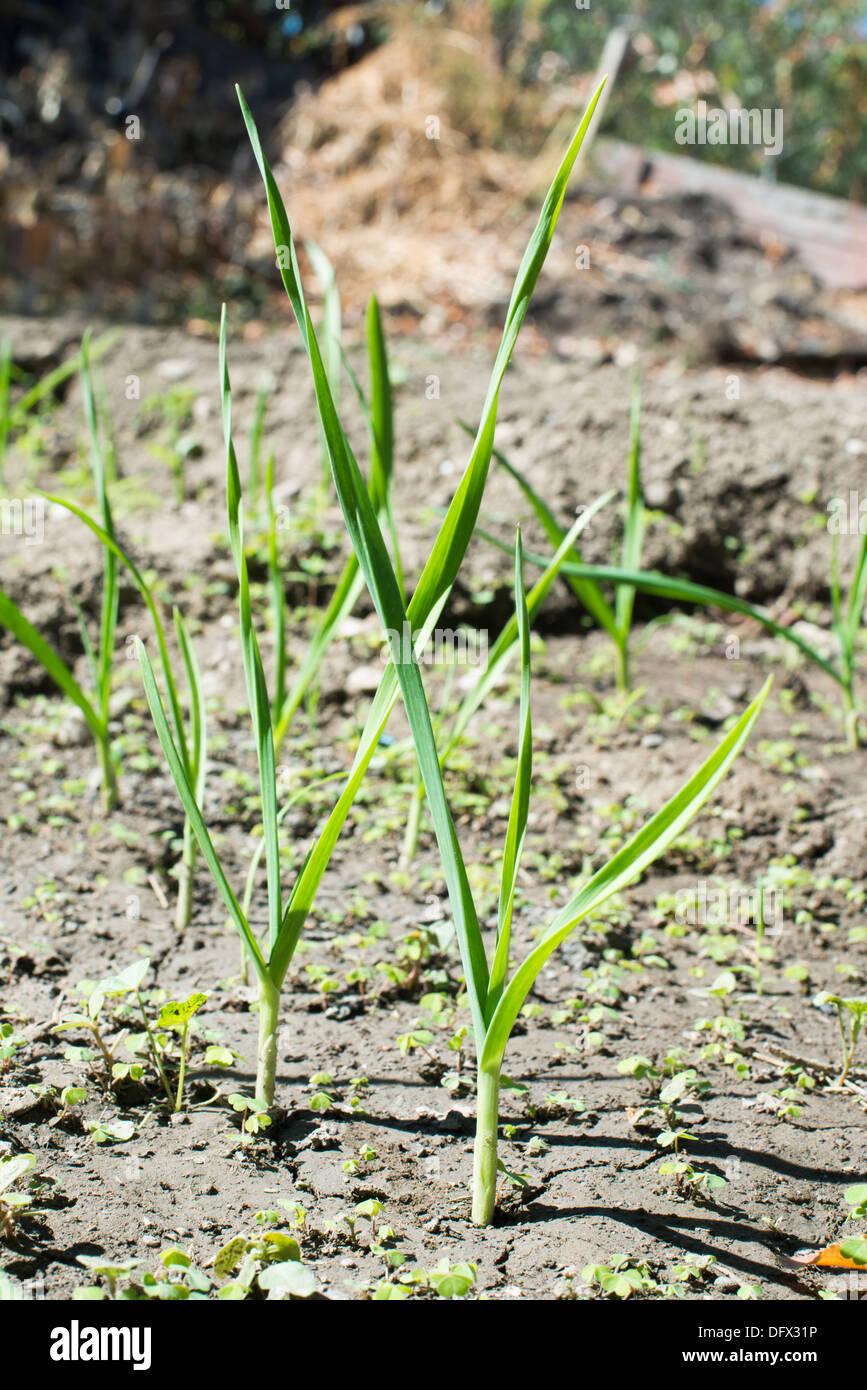L'ail vert frais de plantation. Close up l'ail Banque D'Images