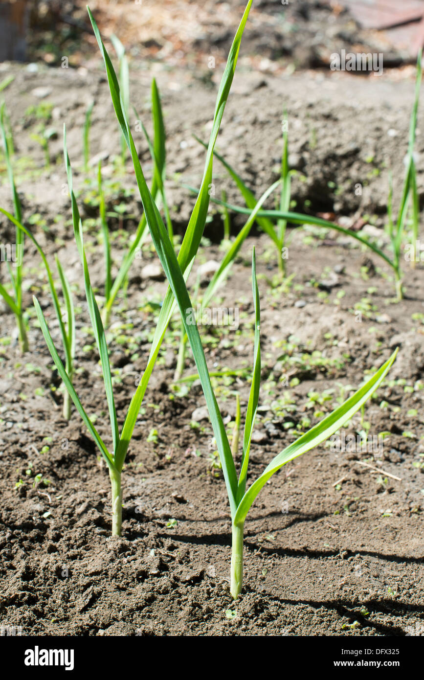 L'ail vert frais de plantation. Close up l'ail Banque D'Images