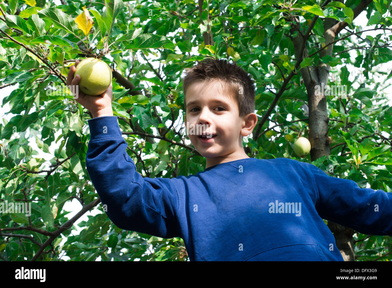 Sélection de l'enfant éteint vert pomme sur un arbre Banque D'Images