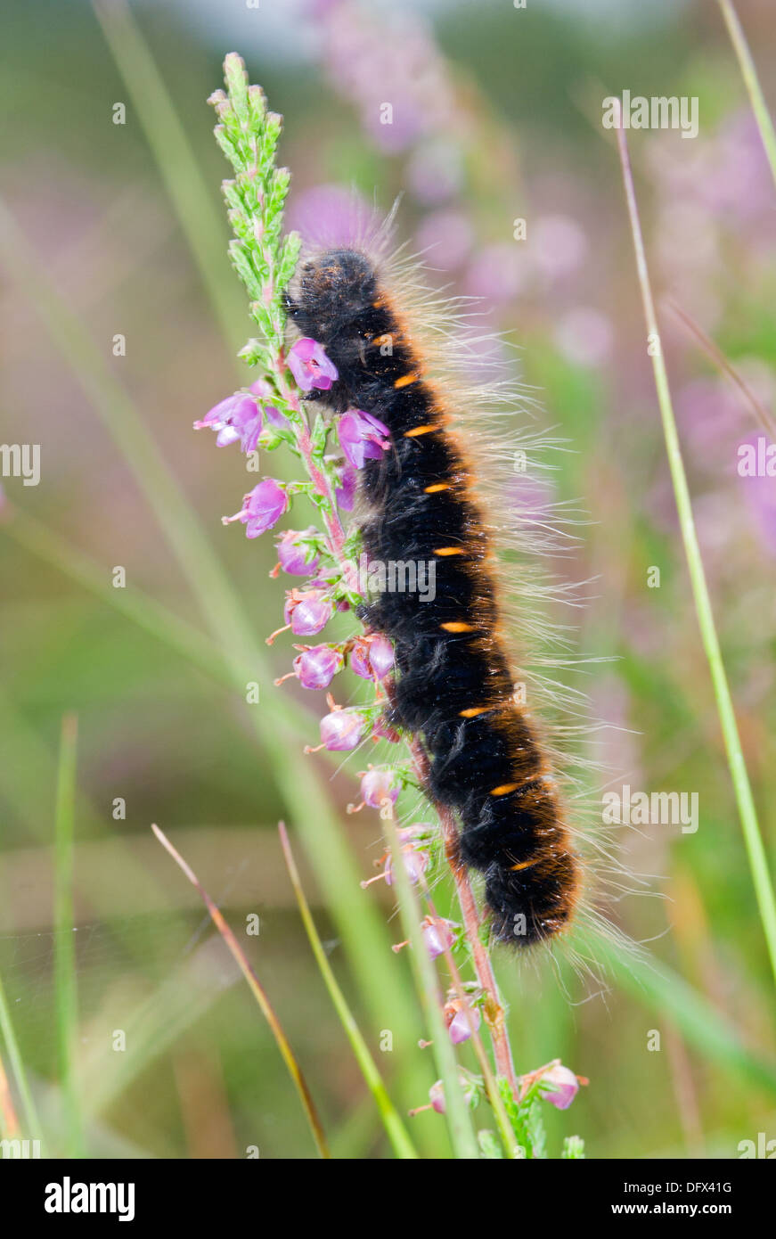 Fox Moth chenille de l'escalade à Heather Banque D'Images