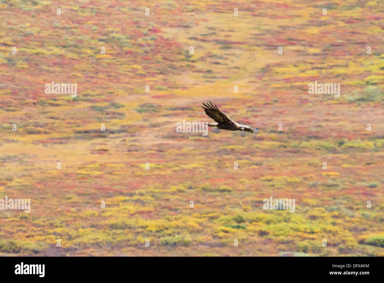 Golden Eagle planeur sur toundra arctique, dans des couleurs d'automne, de l'Alaska Banque D'Images