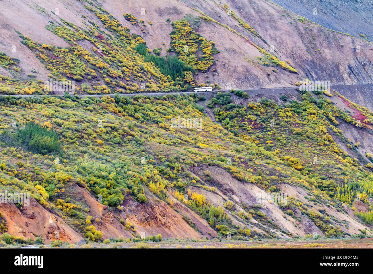 Winding road dans le parc national Denali en Alaska, les couleurs de l'automne flamboyant Banque D'Images