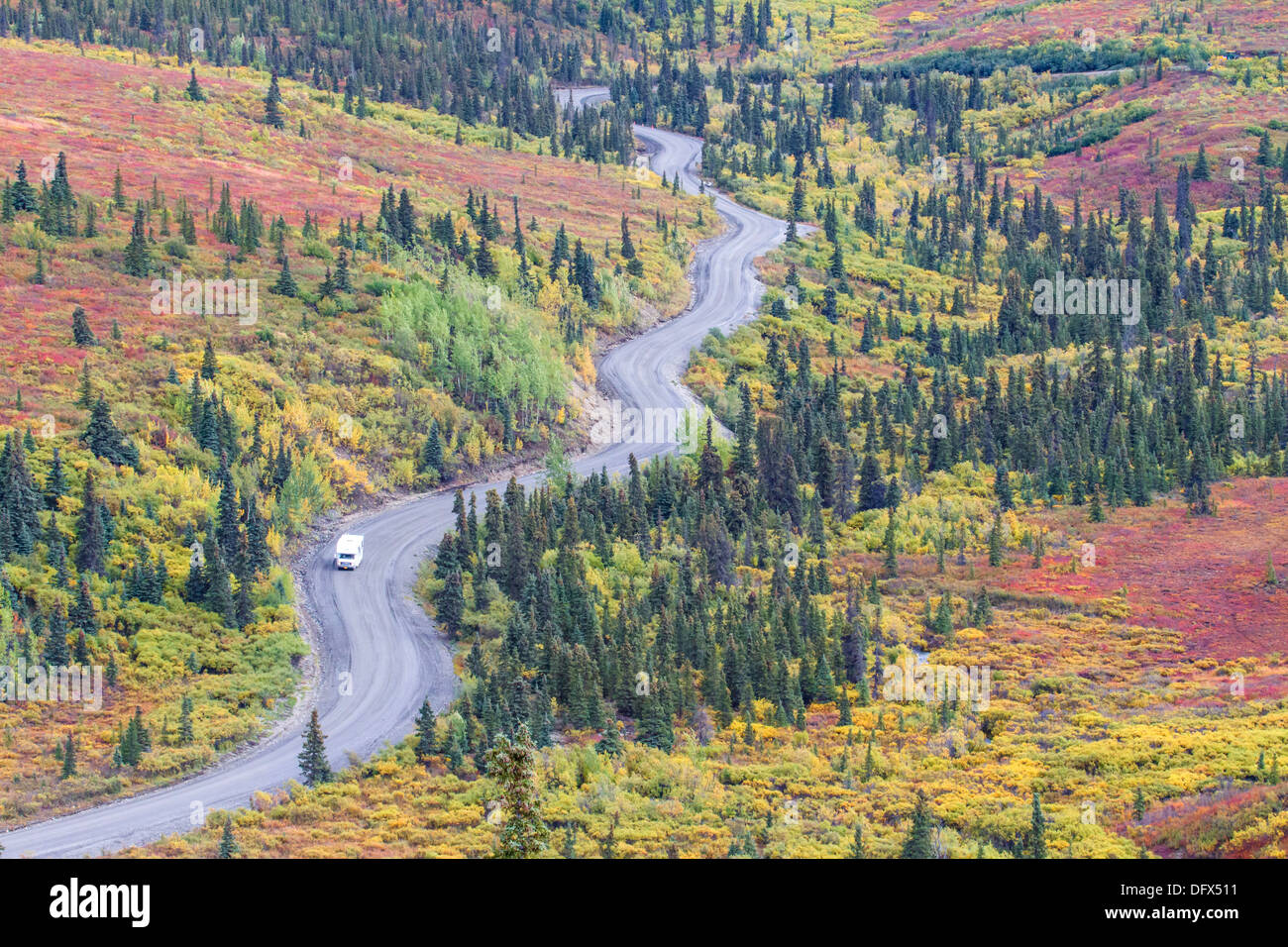 Winding road dans le parc national Denali en Alaska, les couleurs de l'automne flamboyant Banque D'Images