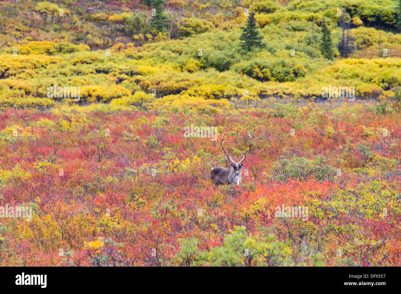 Caribou broutant dans la toundra arctique, dans des couleurs d'automne au parc national Denali, Alaska Banque D'Images