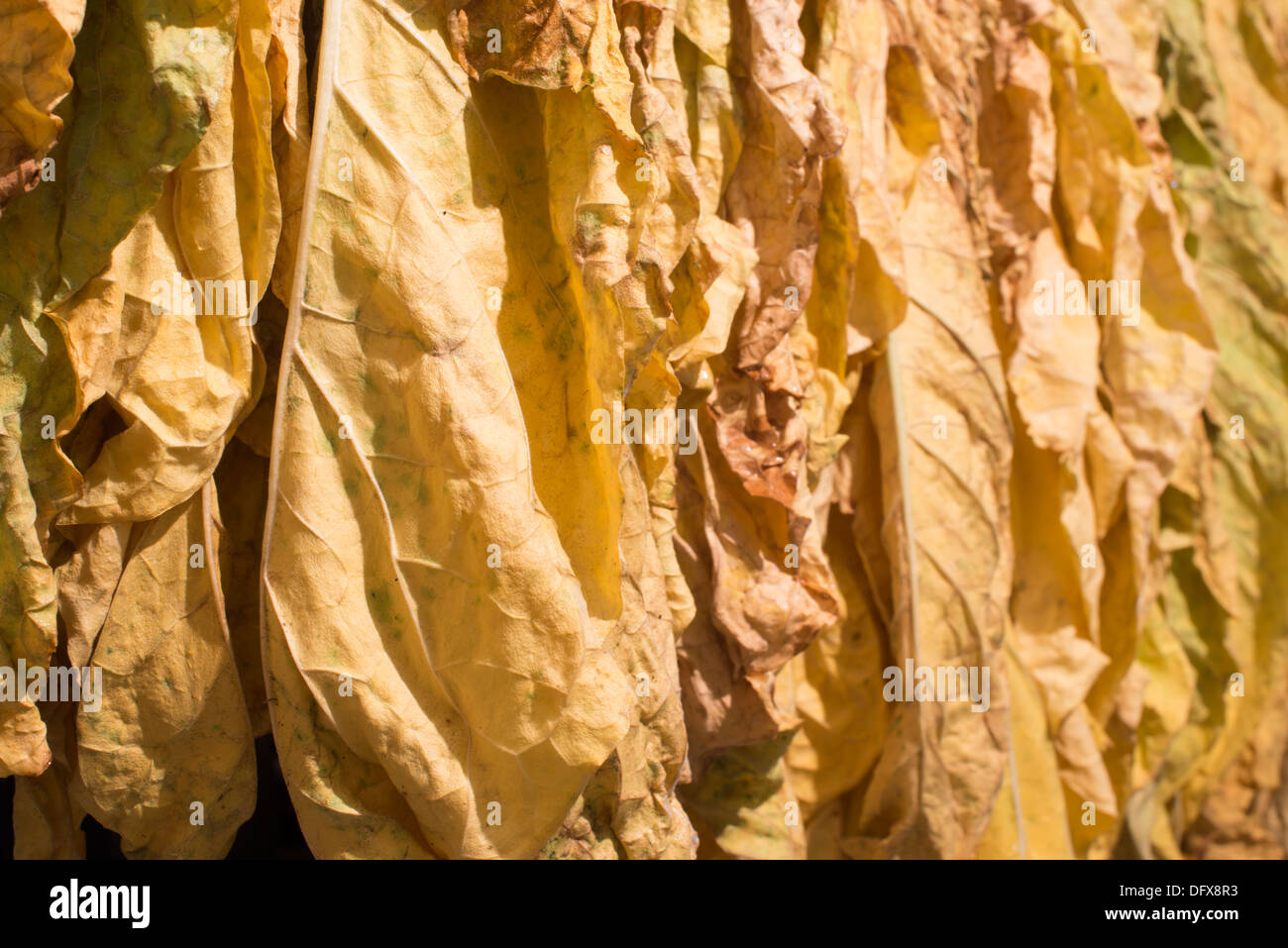 Les feuilles de tabac séchées dans une rangée. Feuilles jaunes Banque D'Images
