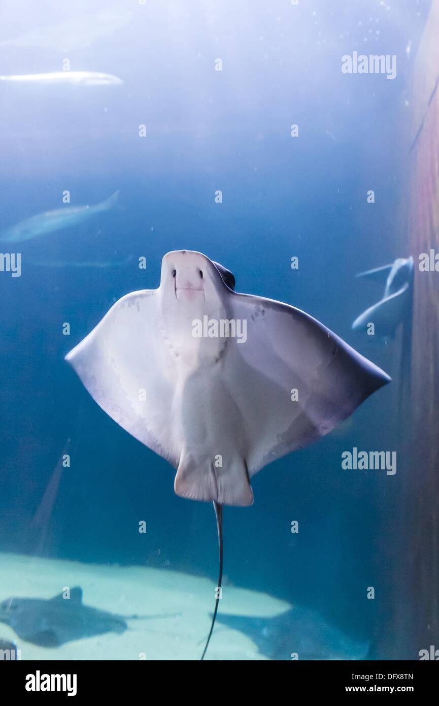 Manta Ray, Aquarium de la baie, Fisherman's Wharf, San Francisco, California USA Banque D'Images