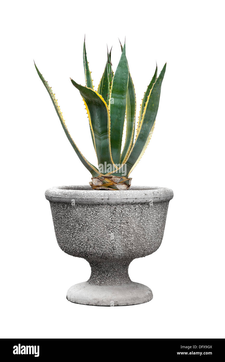 Petit arbre décoratif vert dans une cosse isolated on white Banque D'Images