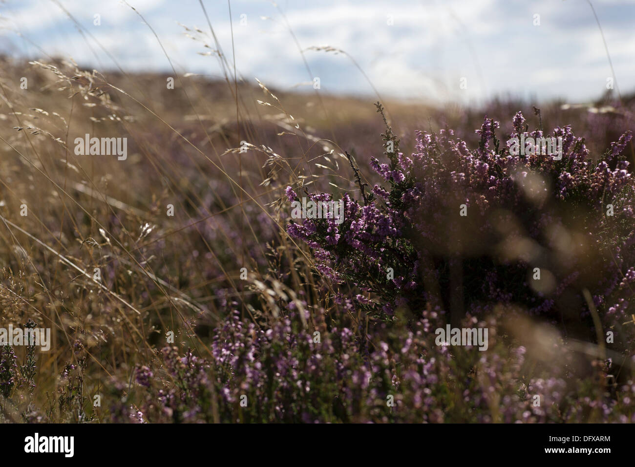 Heather et herbe, Parc National des North Yorkshire Moors, Angleterre Banque D'Images