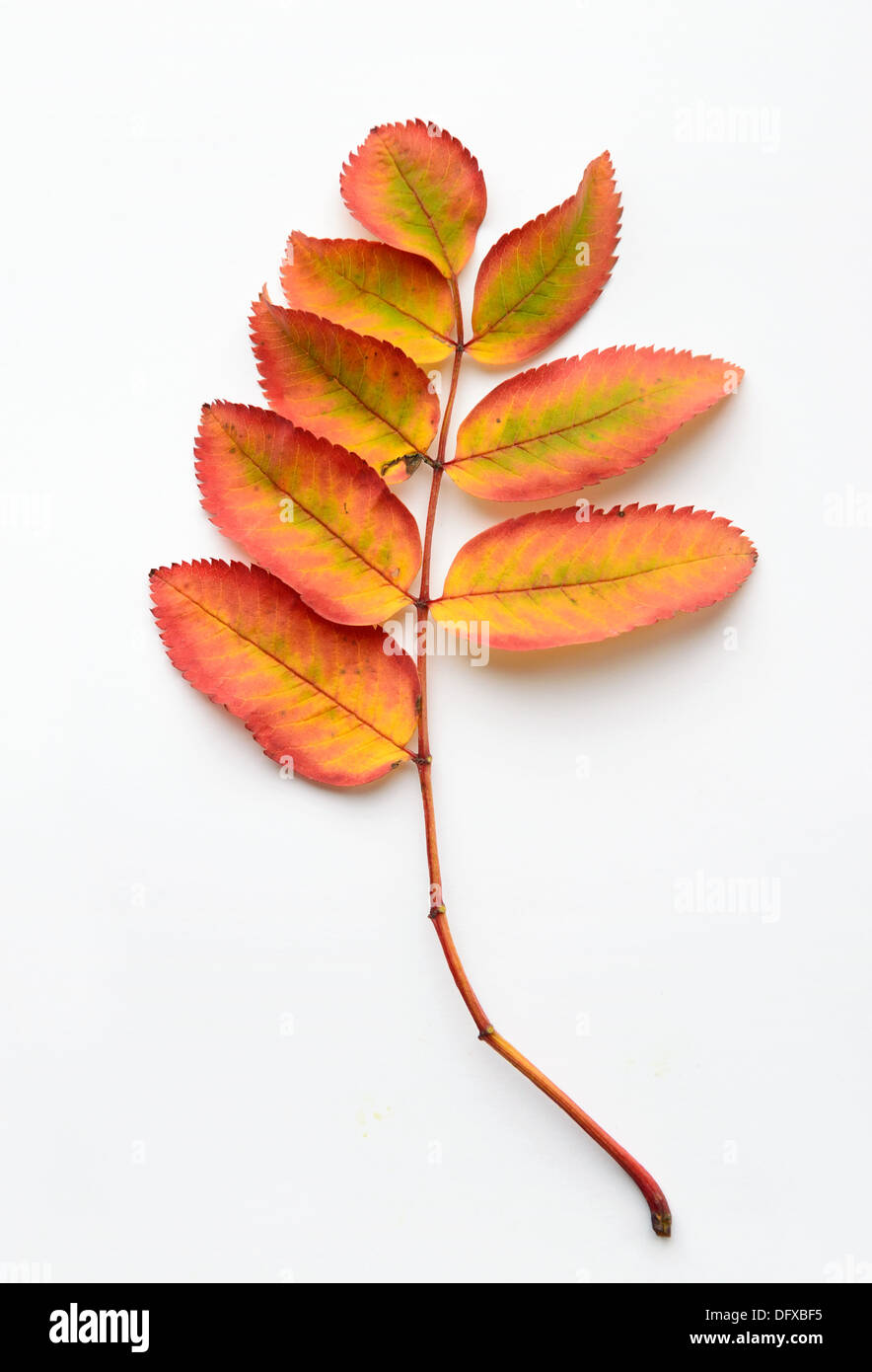 Feuilles jaunes d'une montagne ash Banque D'Images
