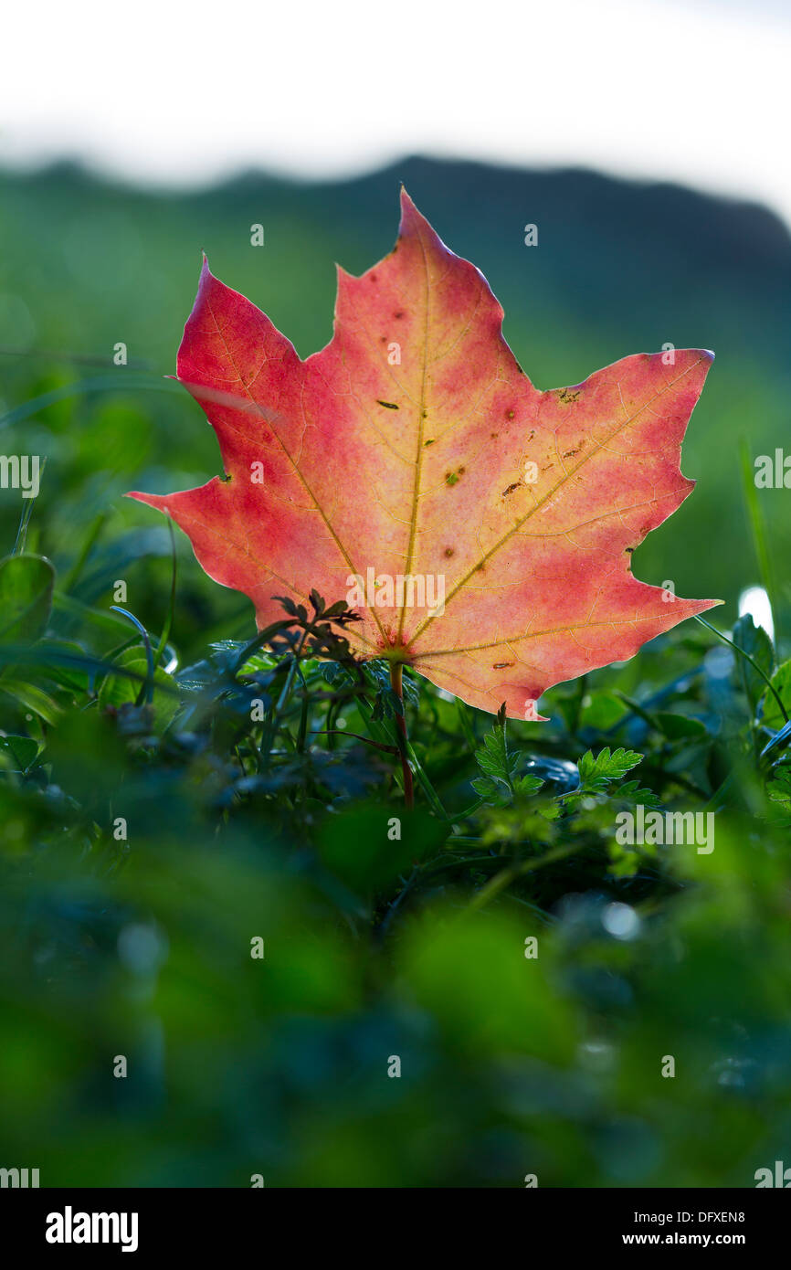 Un tombé la feuille rouge sur l'herbe au soleil. Banque D'Images