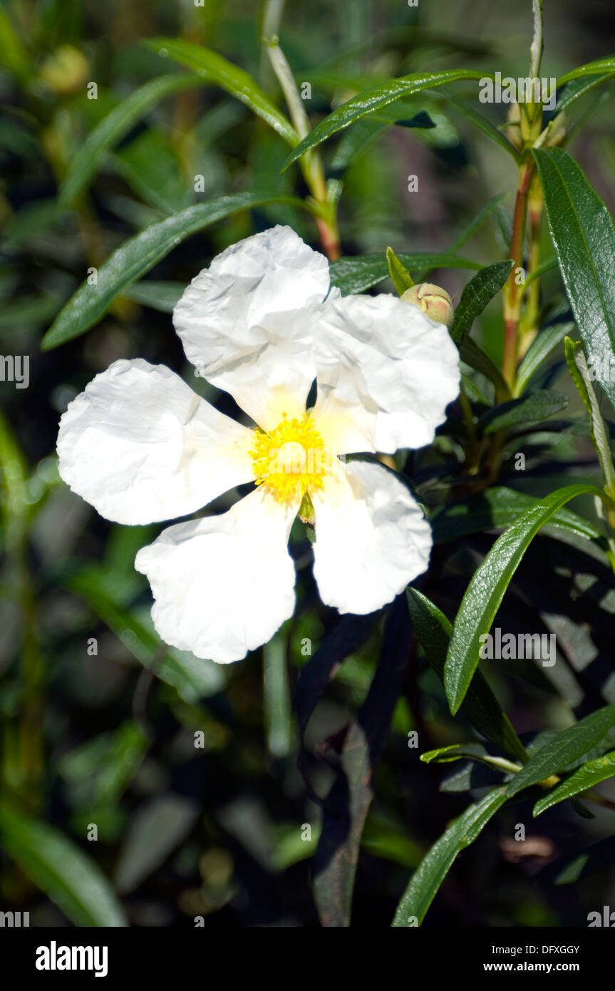 Grande fleur blanche à centre rouge Banque de photographies et d'images à  haute résolution - Alamy