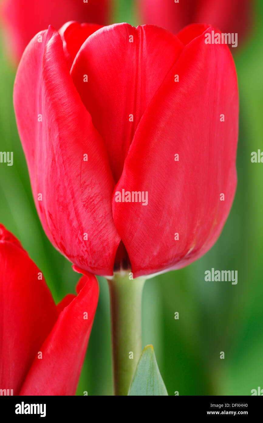 Tulipa 'Ile de France' Tulip seul fin avril Groupe Banque D'Images