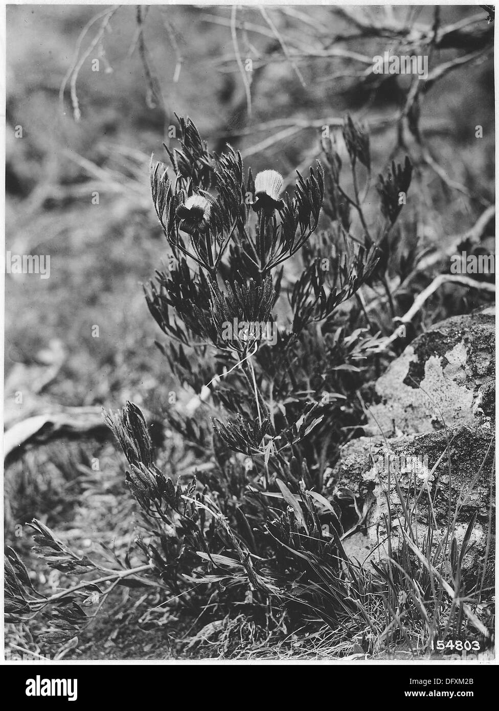Viorna Douglasii, communément connue sous le nom de Virgins Bower, est photographiée dans l'Ironside Experiment plot à Whitman, un site d'étude botanique datant de 1920. Banque D'Images