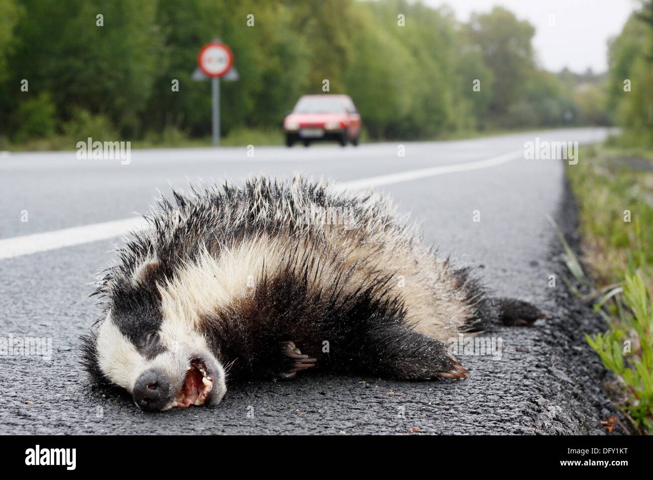 Accident de la route des animaux Banque de photographies et d’images à