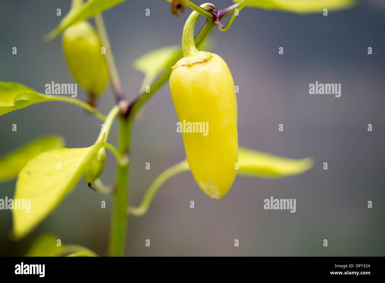 'Wenks' jaune Hots Chili Peppers, grandissant dans un tunnel poly. UK. Banque D'Images