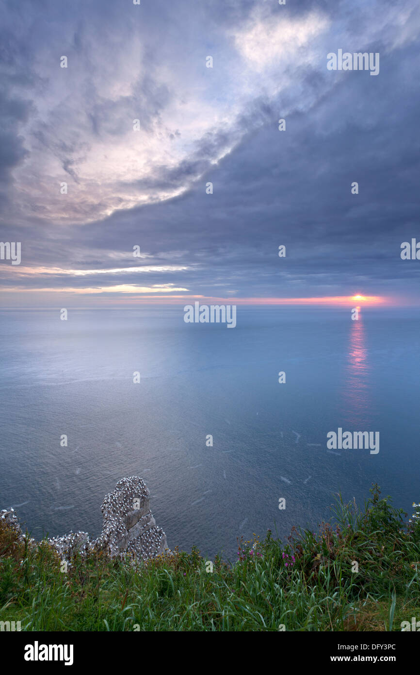 Falaises de Bempton Réserve d'oiseaux, sur la côte du Yorkshire. Banque D'Images